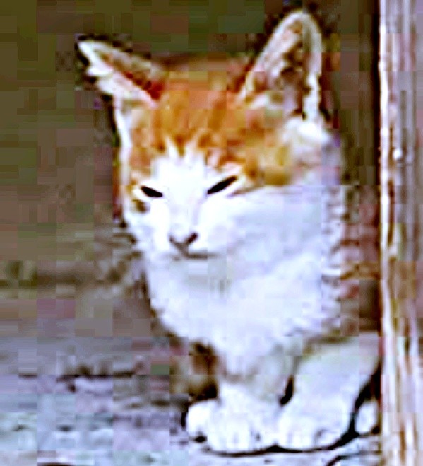 生後推定1カ月、保護に向かった飼い主さんが目にしたマリーちゃん（画像提供：まりてつさん）