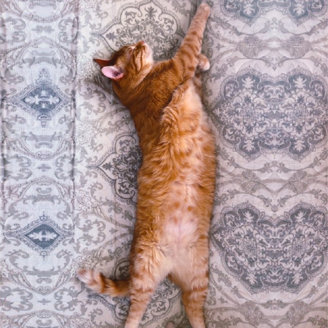 ロケットとろねこ