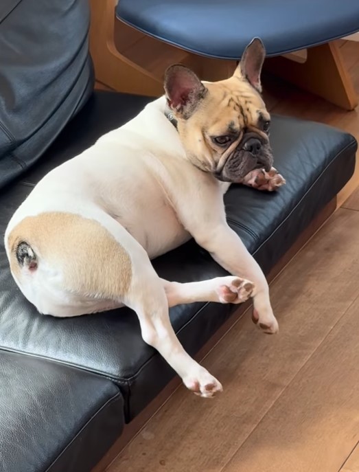 ちょっと気まずい表情のワンちゃん…何があった？（提供：＠frenchbulldog_elさん）
