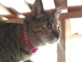 側溝の中で鳴いていた子猫　１年後にたどりついた幸せな家