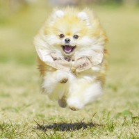 元気に駆け回るレオくん（画像提供：レオさん）