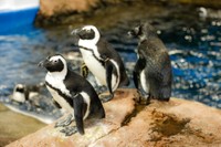 陸で過ごす様子も間近で見ることができる（提供・京都水族館）