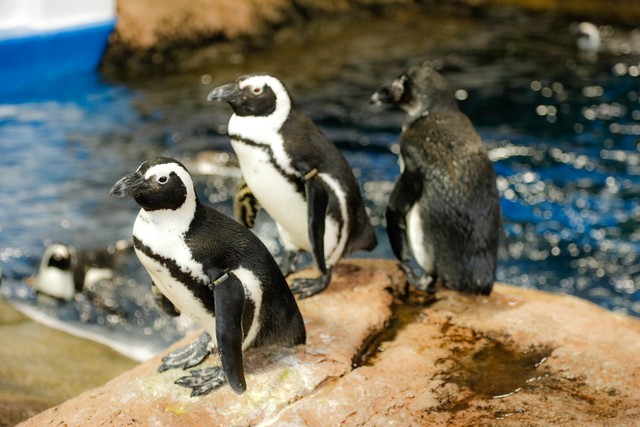 陸で過ごす様子も間近で見ることができる（提供・京都水族館）