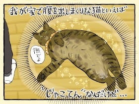 クール猫「タラコ」　魅惑のヘソ天と、癒やされない現実