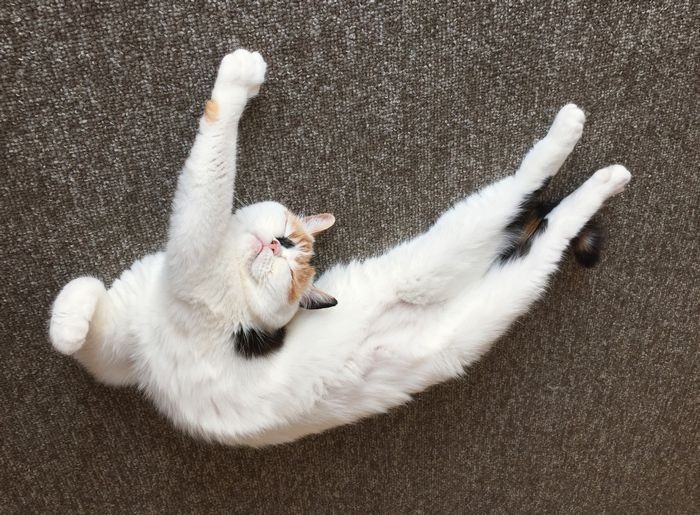 「ニャイキ？（あのロゴ？）」（へそ天にゃんこ/三笠書房）