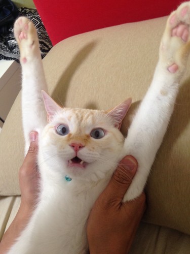 「同伴していいの？わーい」犬だけでなく猫が会社に来ることもある（マース提供）