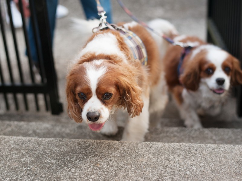 「今日は何歩歩いたかな」（小林写函撮影）