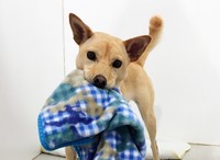 構ってほしさに、人間の前に物を持ってきて「遊ぼうアピール」も