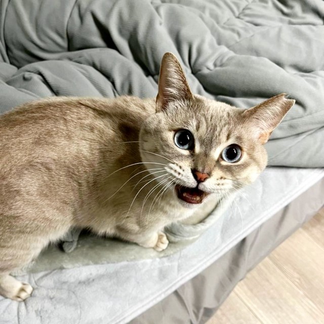 飼い主さんを見上げてニャーと鳴くうるりちゃん（画像提供：うるりちゃん）