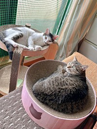 6歳のぴーちゃん。同居猫とも程よい距離感で過ごしています（画像提供：単発0x0さん）