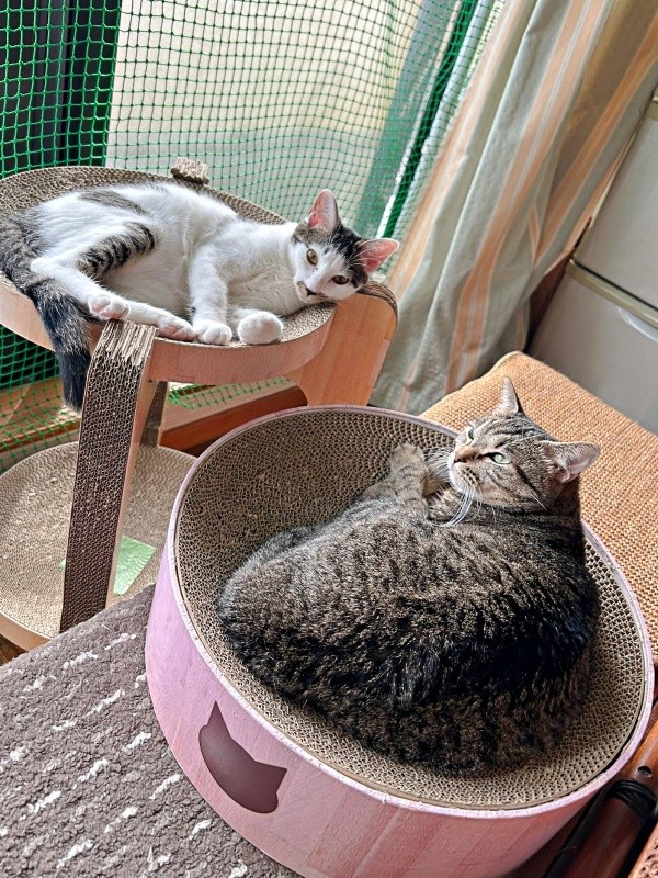 6歳のぴーちゃん。同居猫とも程よい距離感で過ごしています（画像提供：単発0x0さん）