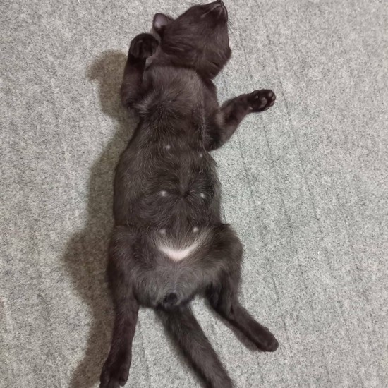 もらわれた先では、黒猫ぷるのほうが、暴走しているそうです（成田さん提供）