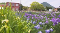 かわつ花菖蒲園（坂出市・2024年の様子）