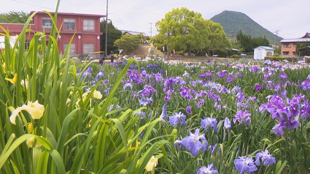 かわつ花菖蒲園（坂出市・2024年の様子）