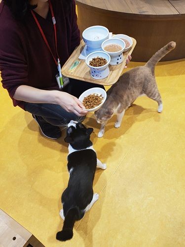 「やったー」「ごはんだ！」