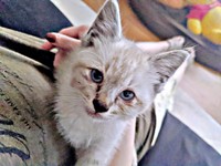 保護当日、小さな体で懸命に生き抜いていたしらすくん（画像提供：千晶さん）