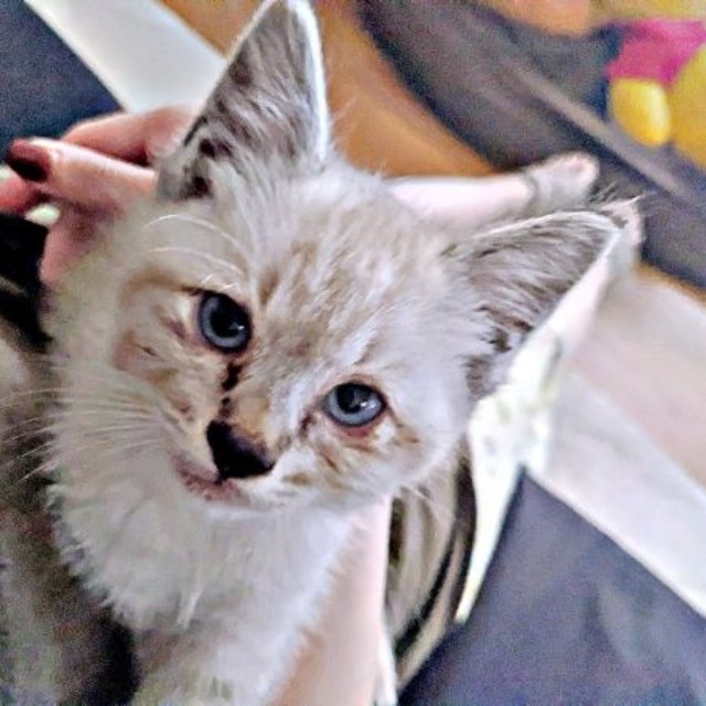 保護当日、小さな体で懸命に生き抜いていたしらすくん（画像提供：千晶さん）