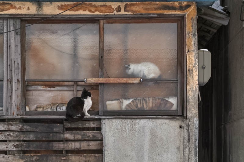 「かべねこ」（撮影　吉田裕吏洋）