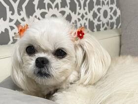 たくさんお散歩して遊んできたよ　真っ白で愛らしいMIX犬「はる」　