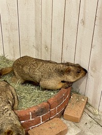 「マーモット村」で一番大きく、頑張り屋さんの「ココア」ちゃん（提供：マーモットカフェ「マーモット村」さん）