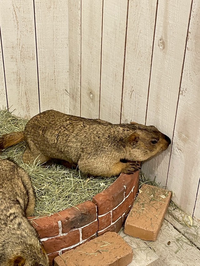 「マーモット村」で一番大きく、頑張り屋さんの「ココア」ちゃん（提供：マーモットカフェ「マーモット村」さん）