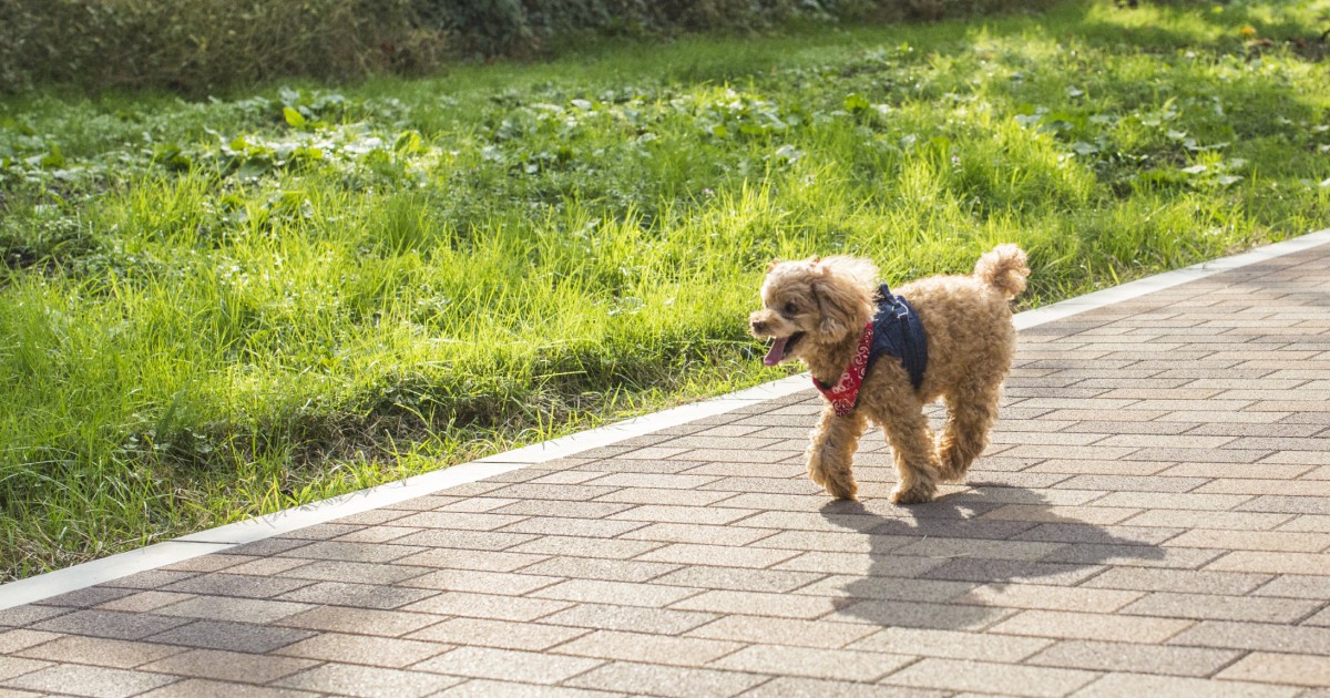 ノーリードで犬の散歩をすべきではない理由 国レベルで原則禁止 損害賠償のリスクも 犬 猫との幸せな暮らしのためのペット情報サイト Sippo