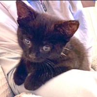 まるでぬいぐるみ！ 子猫時代の愛らしいあずきちゃん（画像提供：しゃも&黒猫あずきさん）