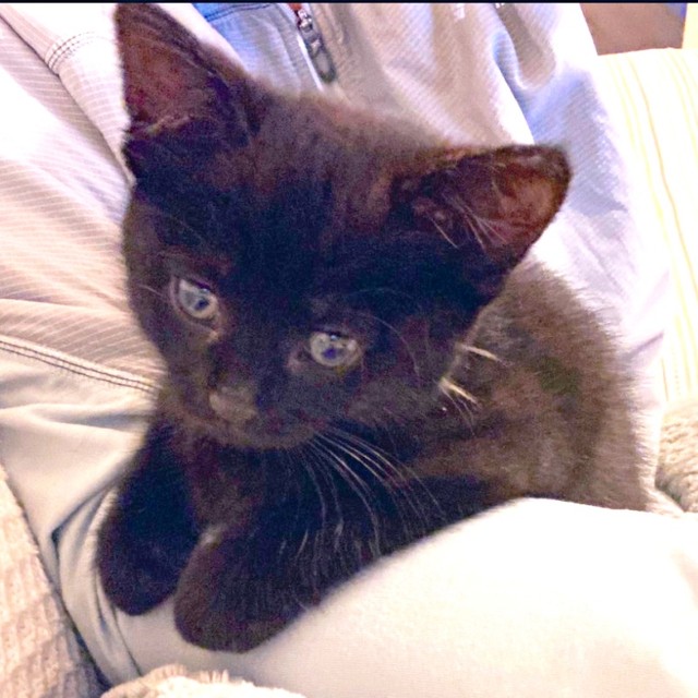 まるでぬいぐるみ！ 子猫時代の愛らしいあずきちゃん（画像提供：しゃも&黒猫あずきさん）