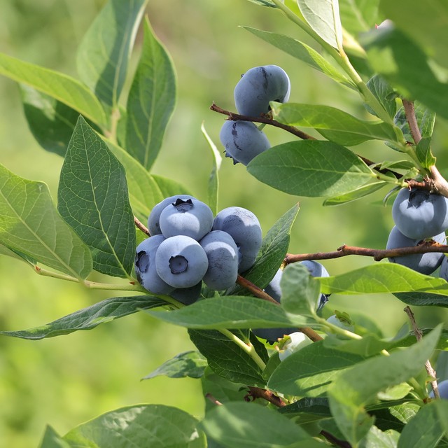 農園で育てているブルーベリー／投稿主さん提供