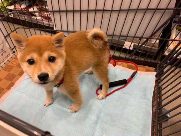 家にきたころの「小春」