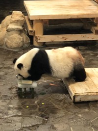 横からみたら、こんな感じ。上手に机に手をついて…このシルエットがタンタンです（公式Twitterより）