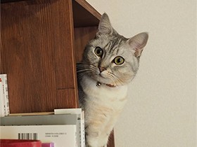 手作り本棚からひょっこり　のんびりなミヌエット「くるみ」