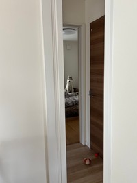 お昼寝に誘ってくるハクくん（提供：ハスキーの珀くんさん）