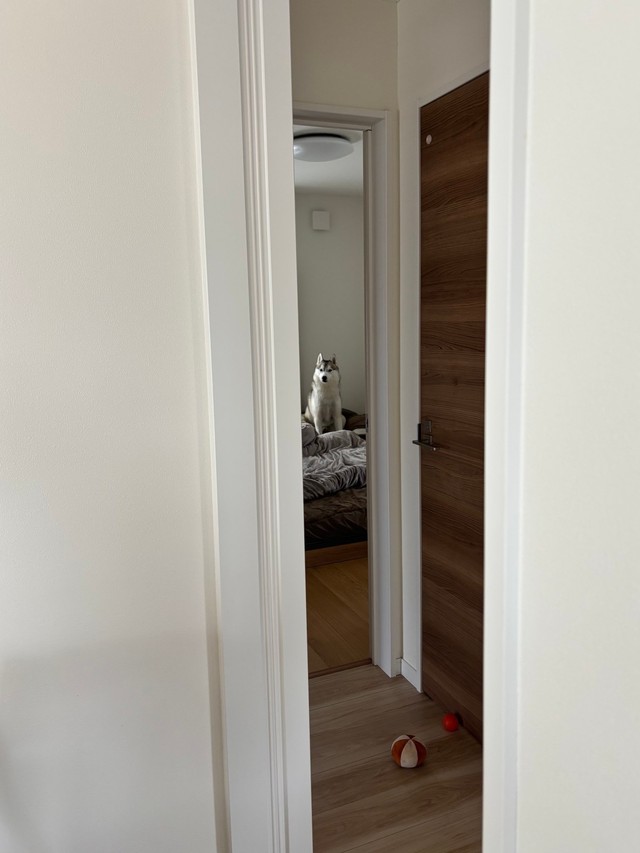 お昼寝に誘ってくるハクくん（提供：ハスキーの珀くんさん）