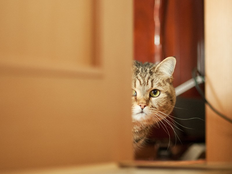 「私、深窓の令嬢なのよ」（小林写函撮影）