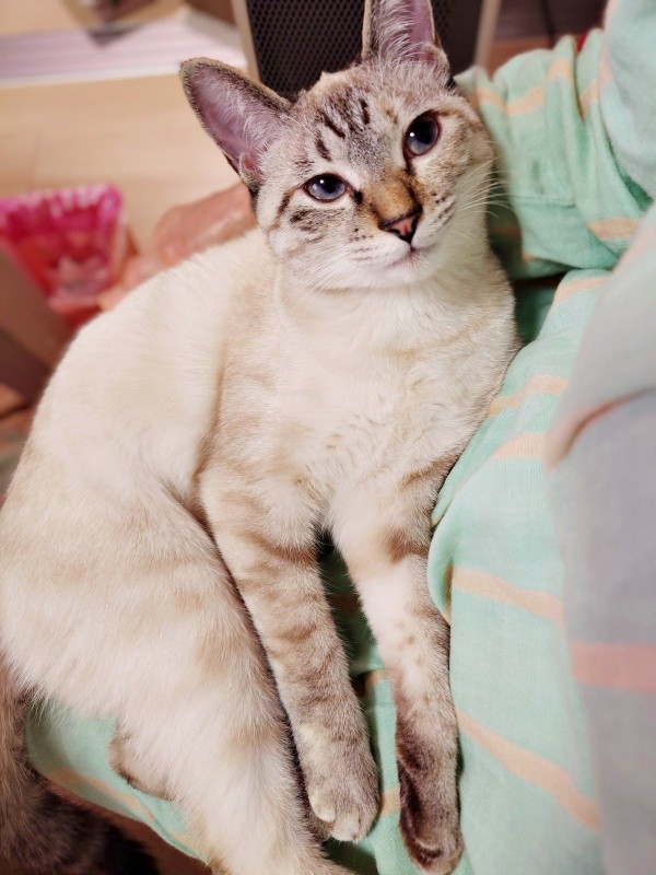 飼い主さんにくっついて甘える猫のルナちゃん（画像提供：ひよぷー UNIRICOさん）
