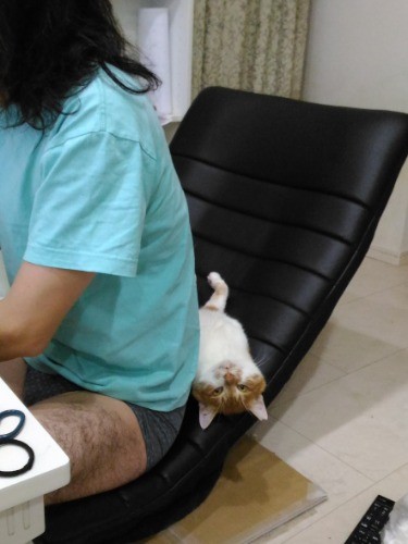 熱中症の後、家に迎えられ、父さんのそばを離れない。(友さん提供)