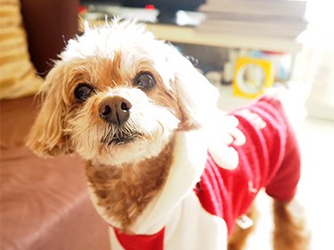 毛が伸び放題の愛犬、7ヶ月ぶりのトリミングでスッキリ小顔！