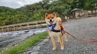 「犬の背中に『コッペパン』ができる服」のモデル犬を務めたのは、京都・嵐山で暮らす、元保護犬の柴犬、ジェームスくん(画像提供：企画デザイン２時）