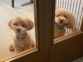 体力底なしのマルプーの子犬　甘嚙みがとまらず自信をなくすお母さんに、驚きの提案が