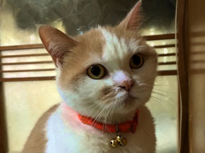 可愛い顔だってしてあげるわよ