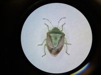 チャバネアオカメムシ　【提供】香川県農業試験場病害虫防除所