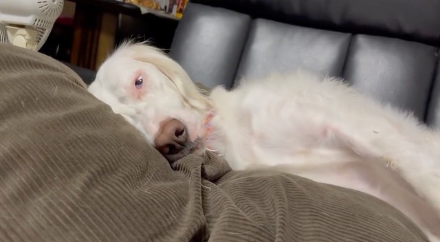 ひぃぃっ！寝てるのにこっち見てるぅぅぅ！（動画からキャプチャー／提供：みのかさ さん @inekaratukutta）