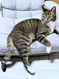 手足をはみ出して座るのが「みとん流」のくつろぐ方（画像提供：しじみとんさん）