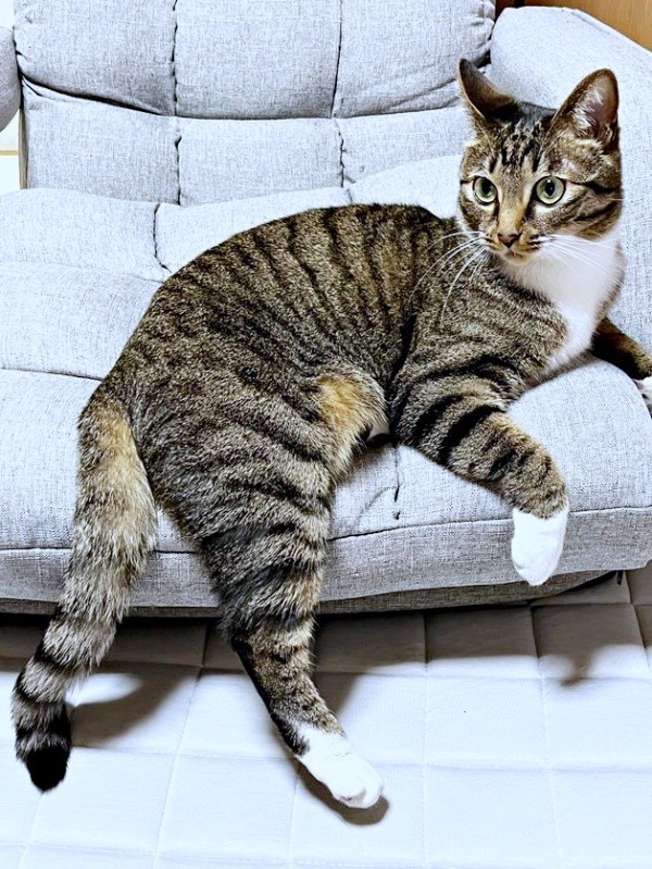 手足をはみ出して座るのが「みとん流」のくつろぐ方（画像提供：しじみとんさん）