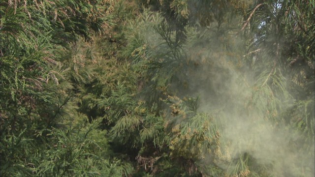 花粉シーズン到来　「エアコンフィルターを交換して」快適ドライブを　JAF岡山支部が呼び掛け