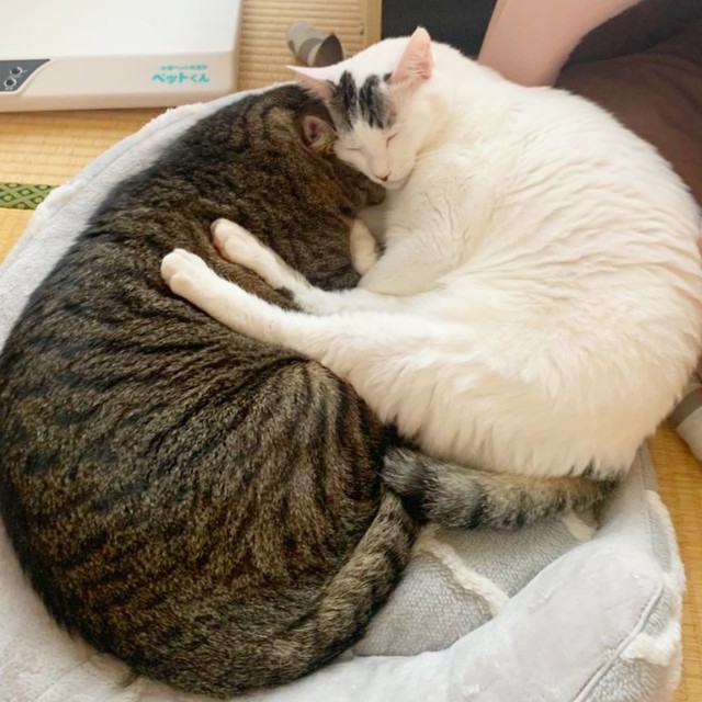 一緒に丸まって眠る（左から）さくらくんとすみれちゃん（画像提供：さくら＆すみれさん）