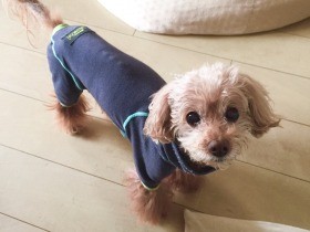 愛犬がリンパ腫に、闘う決意　病気になんか負けない