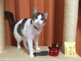 鬼をガブガブ退治しちゃうよ　ハイタッチができるキジ白「楽」