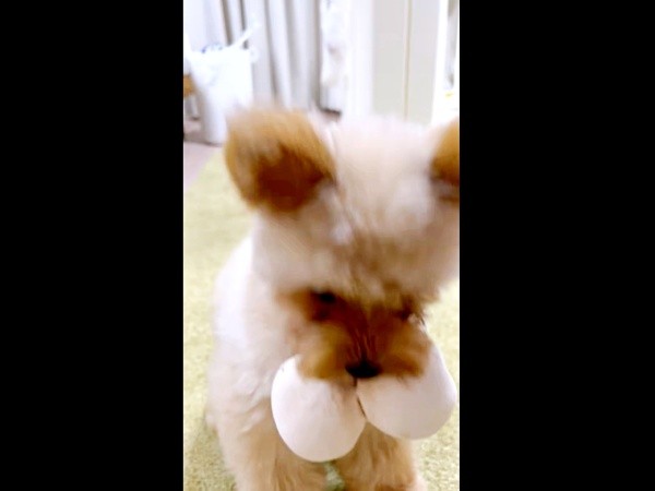 おもちゃを飼い主さんの前に置くぽっちちゃん（画像提供：もじゃ犬ぽっちさん）